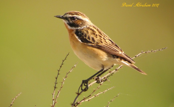 Whinchat