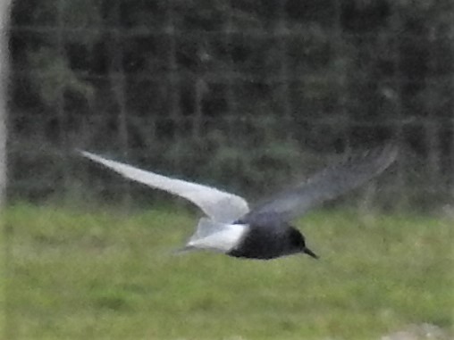 Black Tern