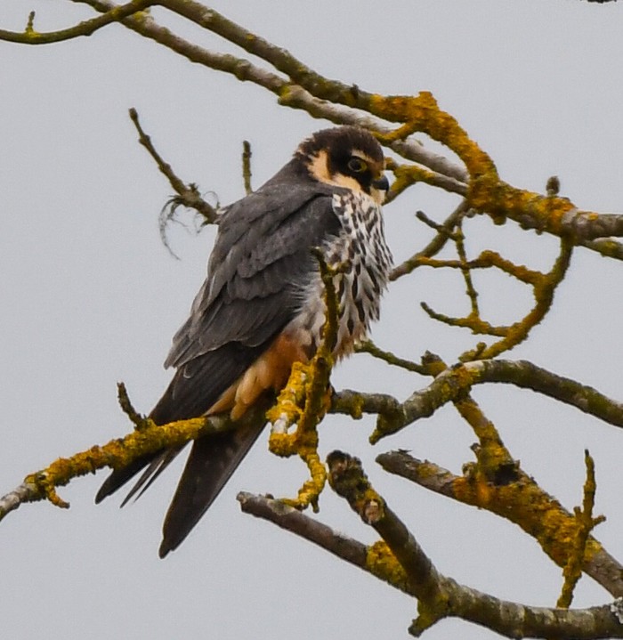 Hobby