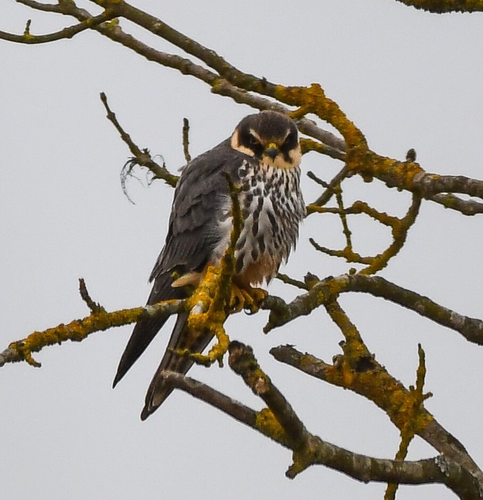 Hobby