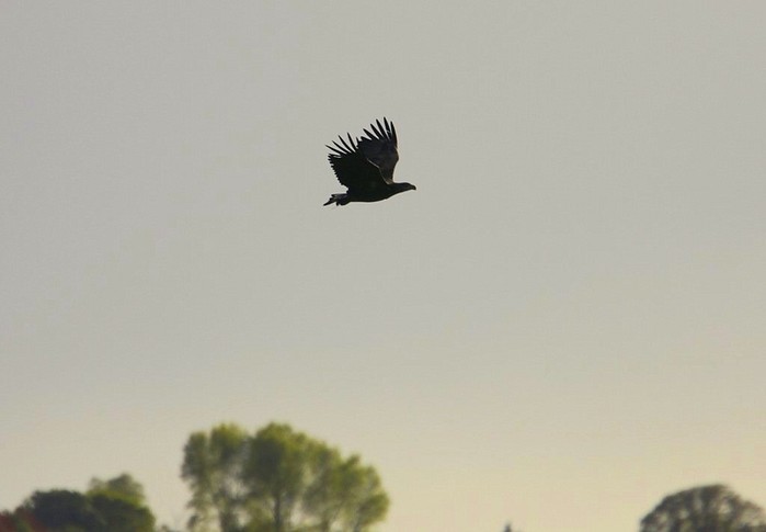 White-tailed Eagle