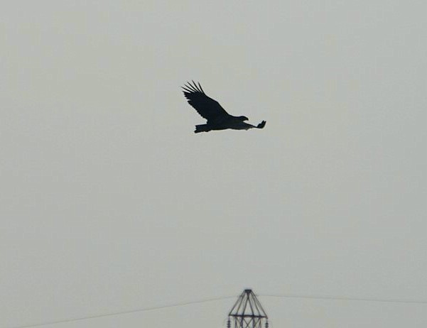 White-tailed Eagle