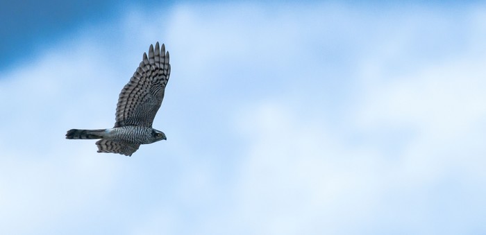 sparrowhawk