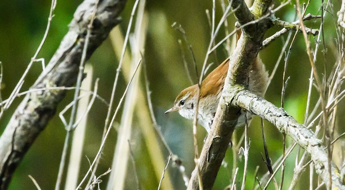 Cetti's Warbler