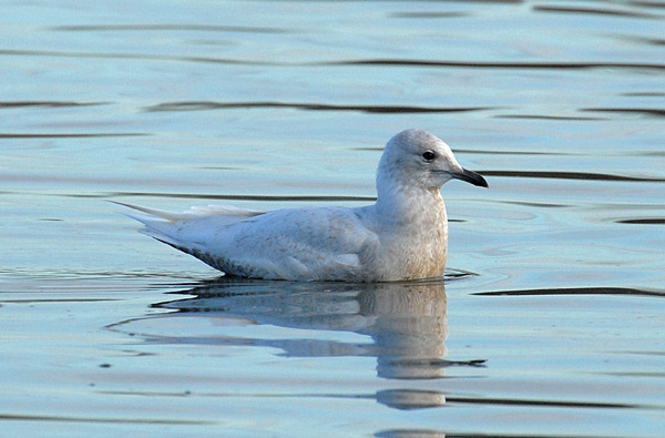 Iceland Gull