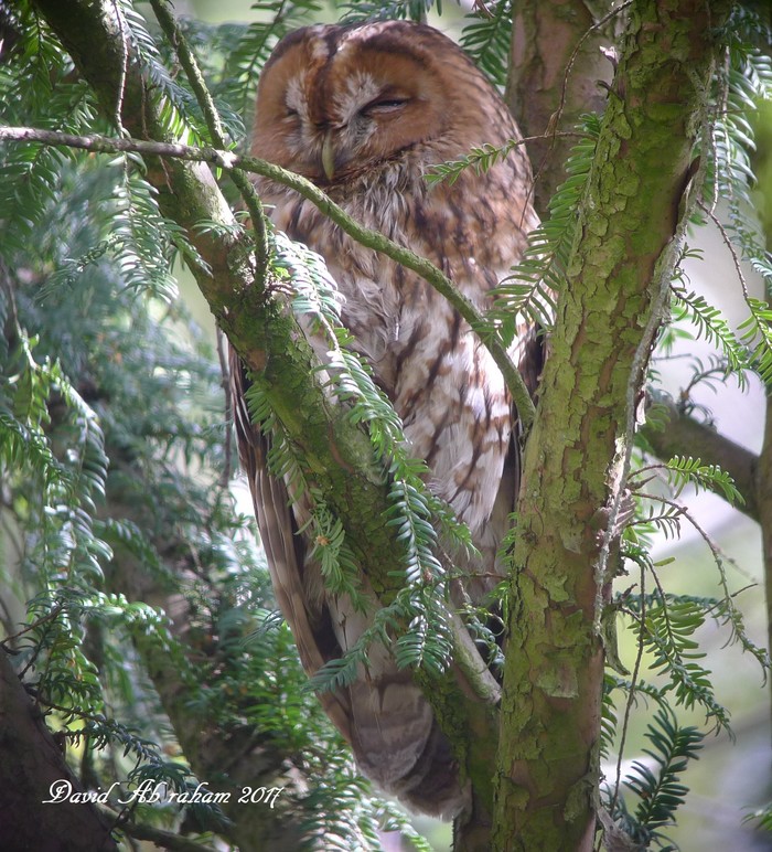 Tawny Owl