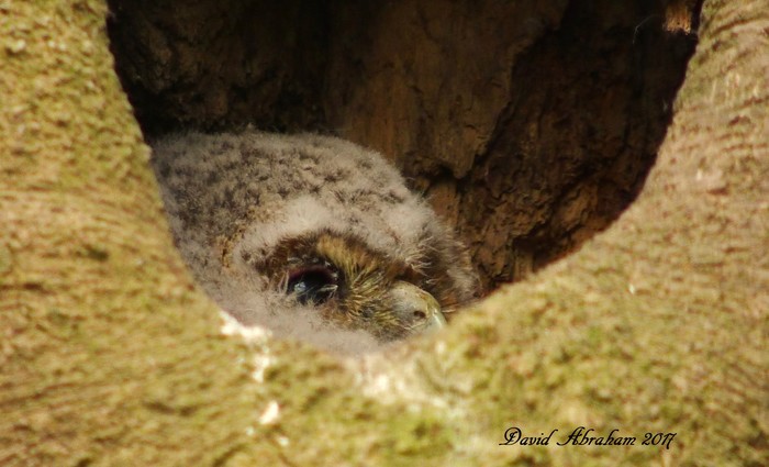 Tawny Owl