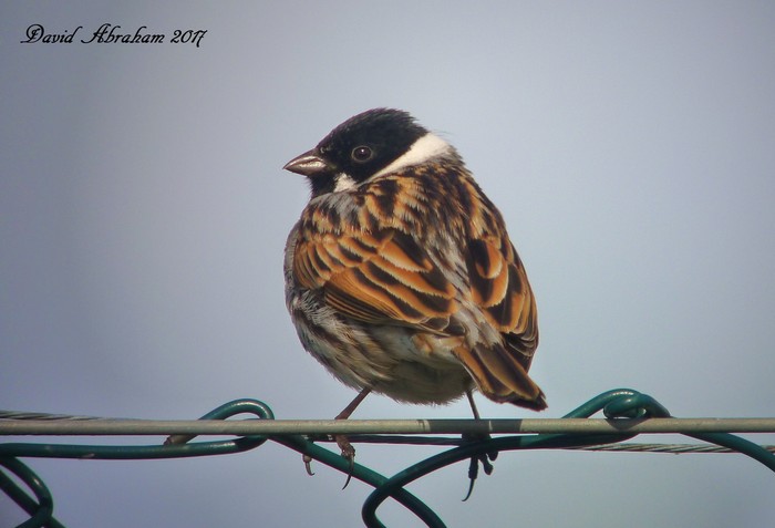 Reed Bunting