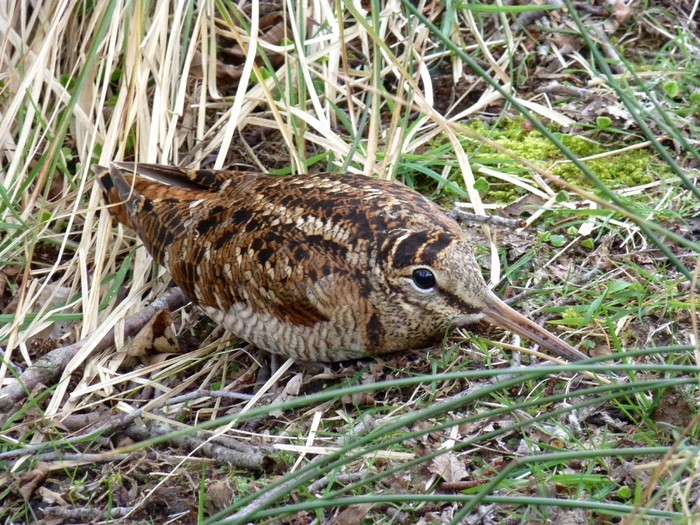 Woodcock