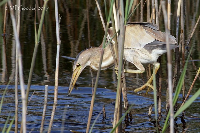 Little Bittern