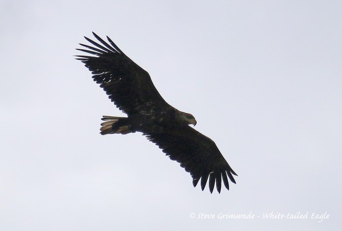 White-tailed Eagle