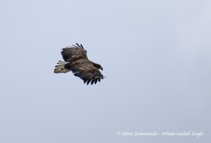 White-tailed Eagle