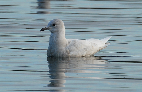 Iceland Gull