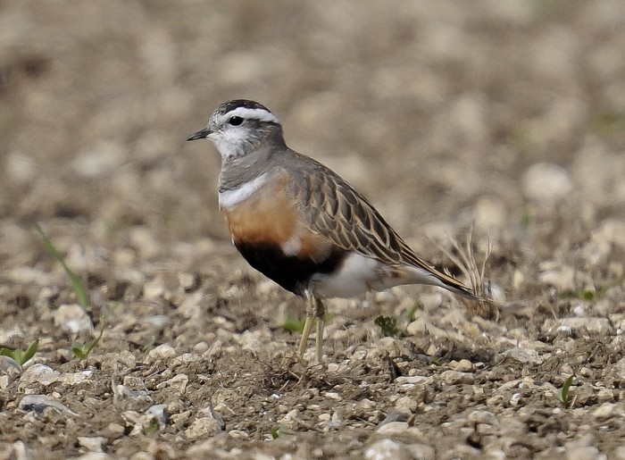 Dotterel