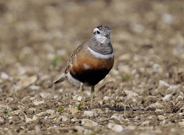 Dotterel