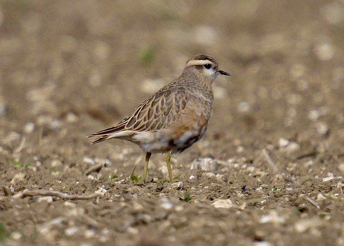 Dotterel