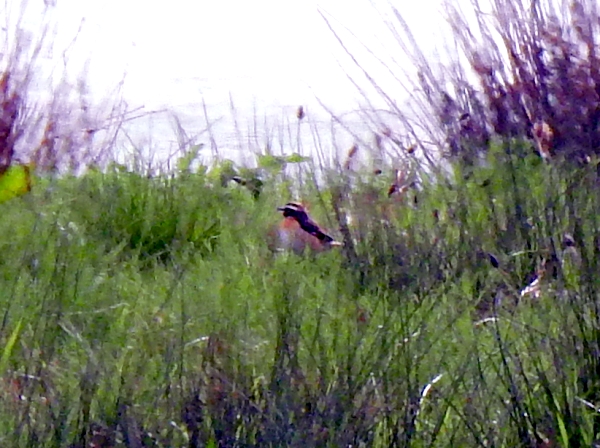 Whinchat