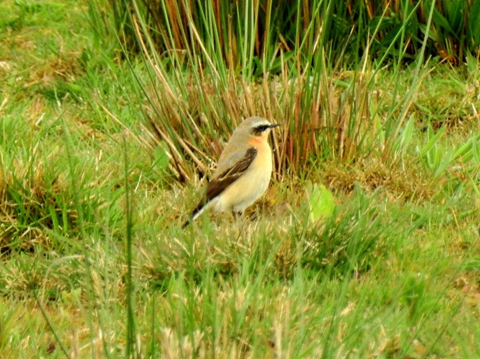 Wheatear