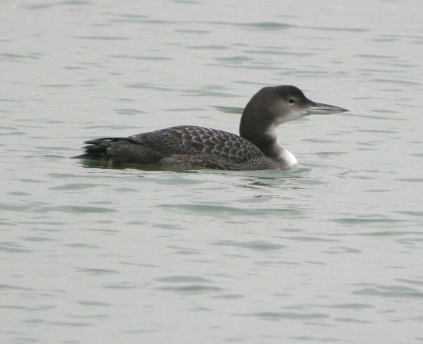Great Northern Diver