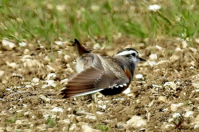 Dotterel