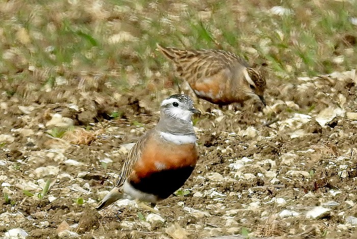 Dotterel