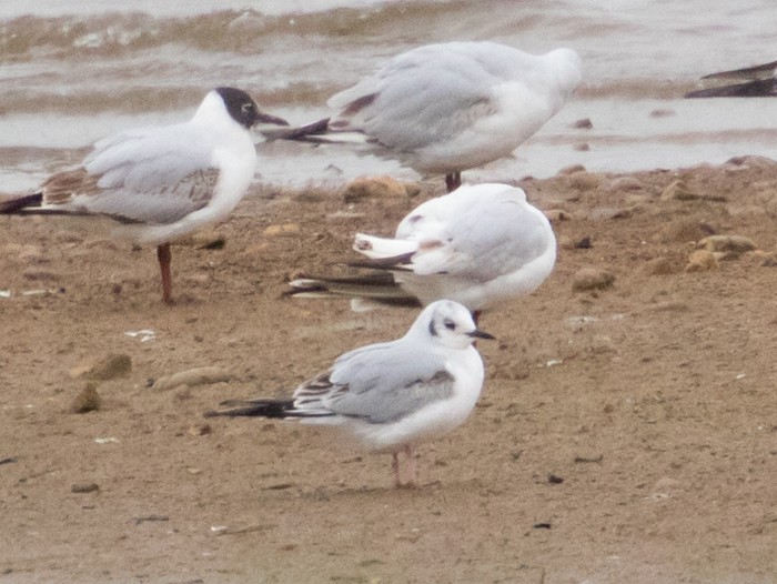 Bonaparte's Gull