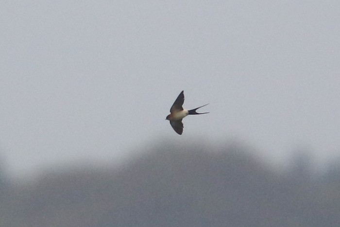 Red-rumped Swallow