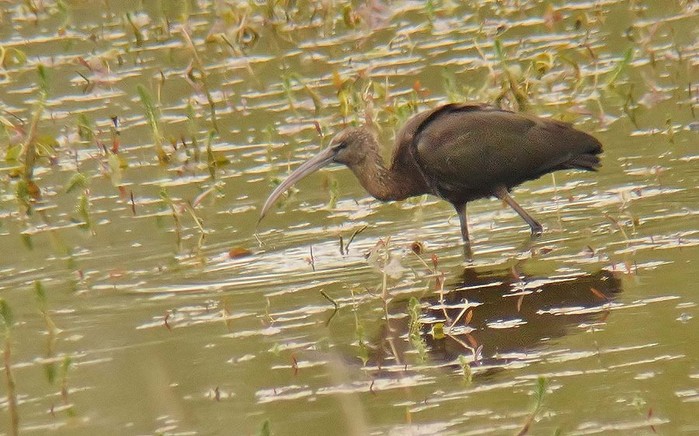 Glossy Ibis