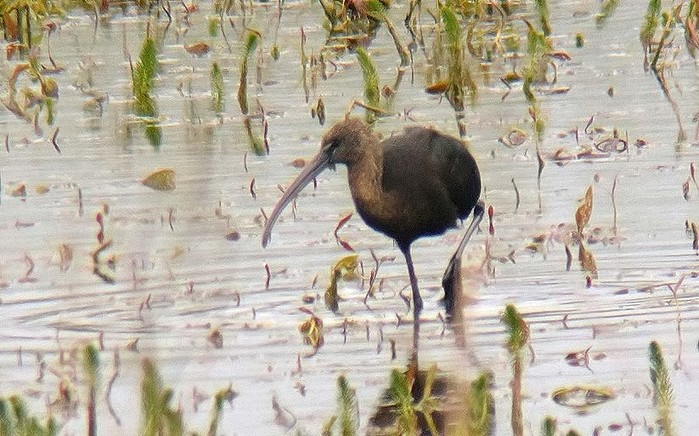 Glossy Ibis