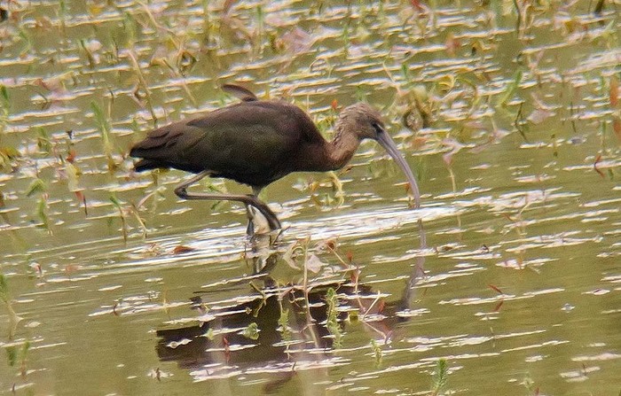 Glossy Ibis