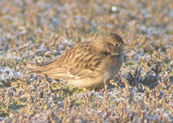Short-toed Lark