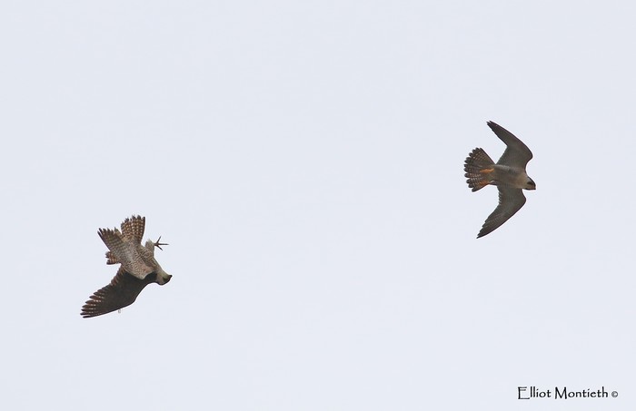 Peregrine