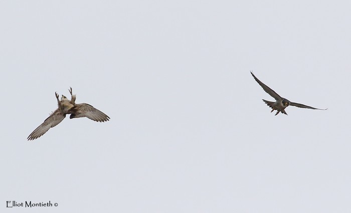 Peregrine