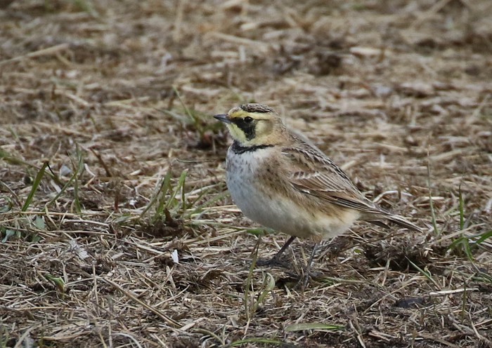 Shorelark