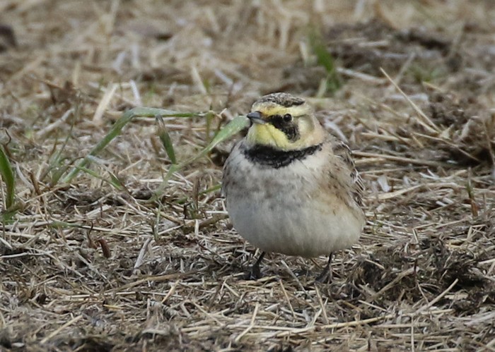 Shorelark