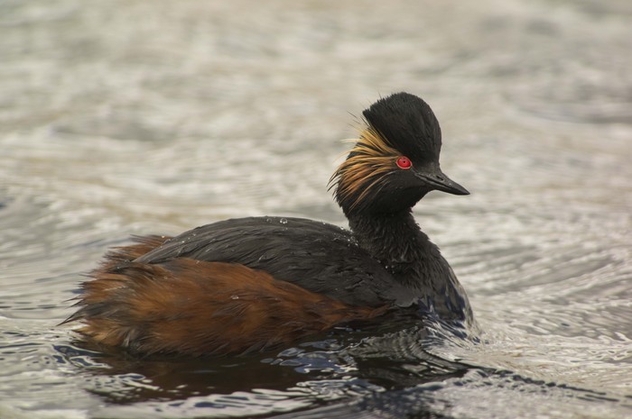 Black-necked Grebe