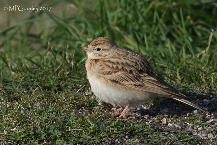 Short-toed Lark
