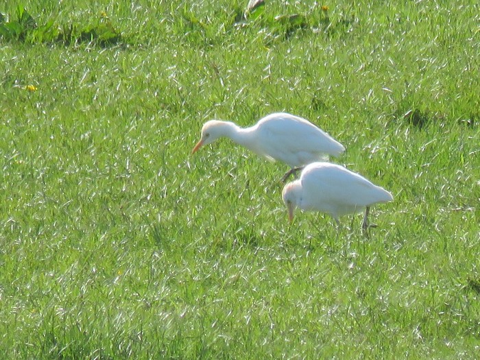 Cattle Egret