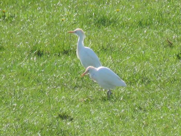 Cattle Egret