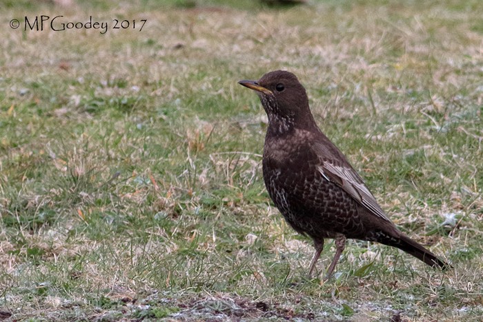 Ring Ouzel