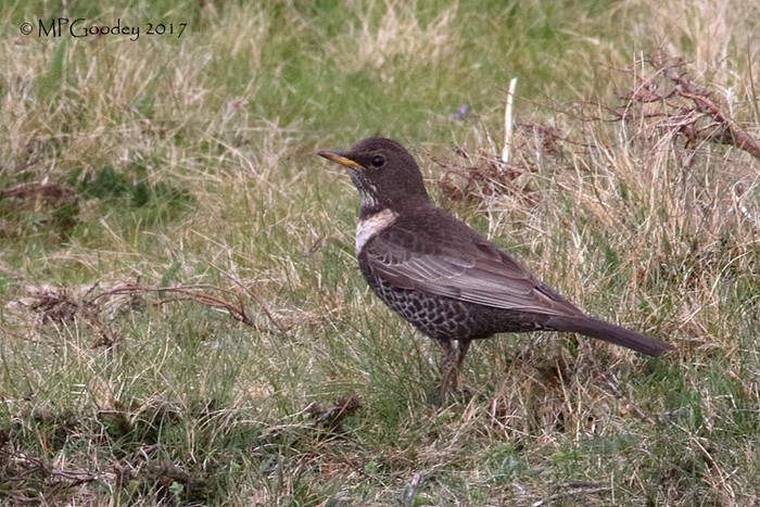 Ring Ouzel