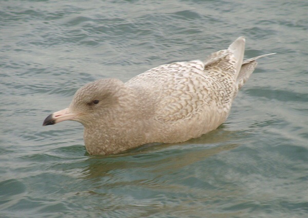Glaucous Gull