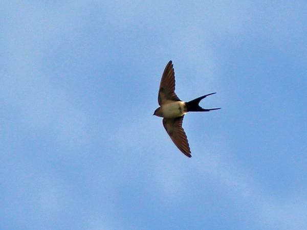 Red-rumped Swallow