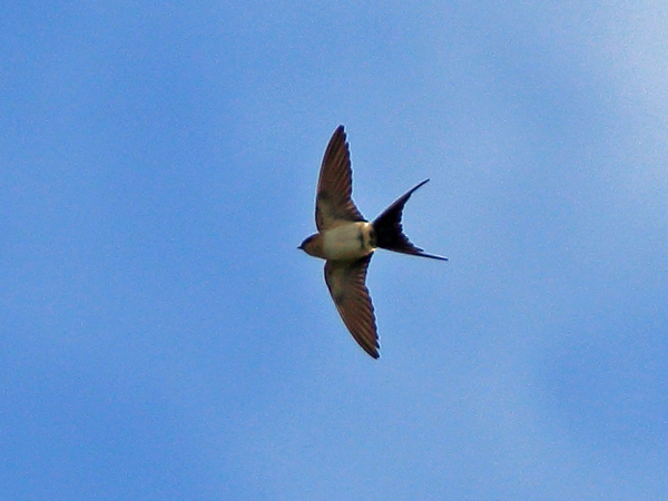 Red-rumped Swallow
