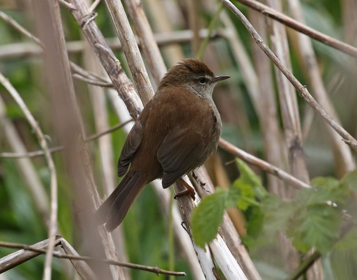 Cetti's Warbler