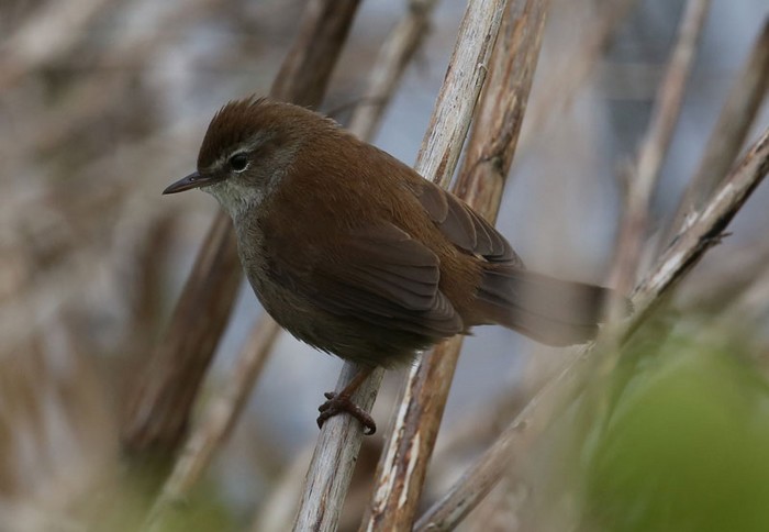Cetti's Warbler