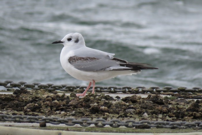 Bonaparte's Gull