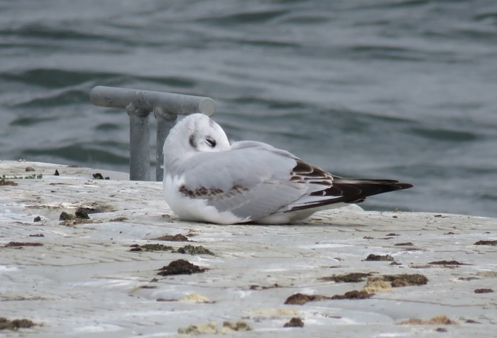 Bonaparte's Gull