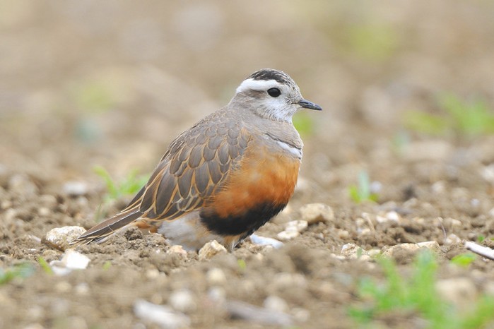Dotterel