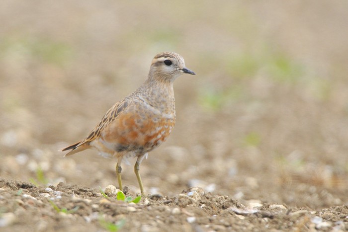 Dotterel